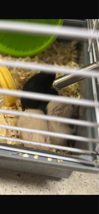 Vand pui de hamsteri sirieni URGENT