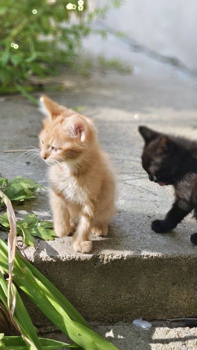 Отдам здоровых котяток