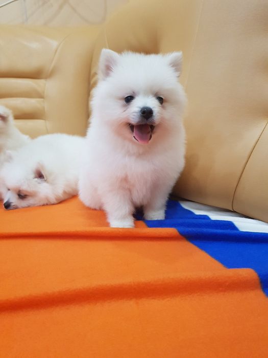 Померан померанчета Гр. София