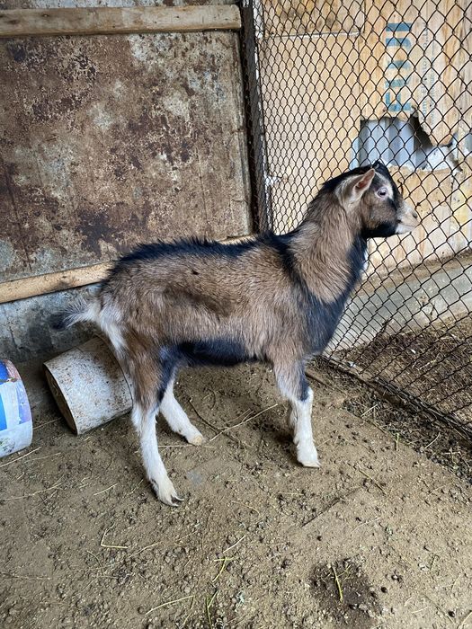 Теке сатылады 1 жасар