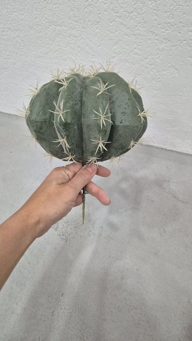 Искусственные цветы. Кактусы