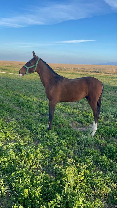 Жеребенок , Лошадь , Жеребец