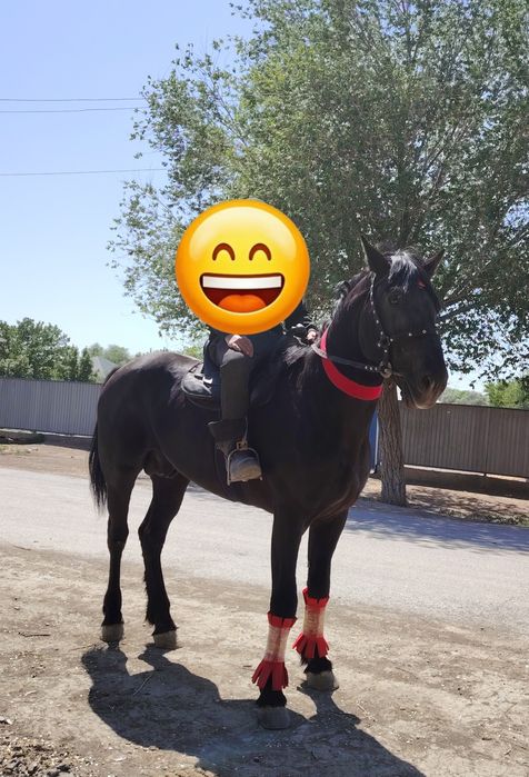 Айғыр мінгі жуас