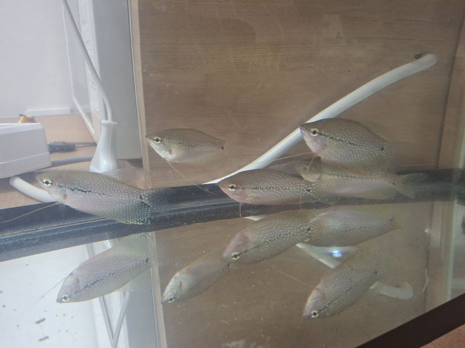 Гурами 5шт большие