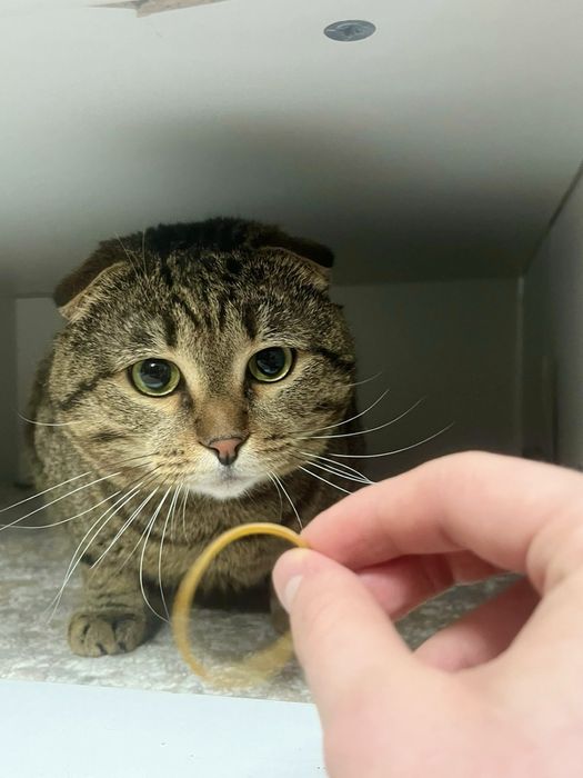 Отдам кота в хорошие руки