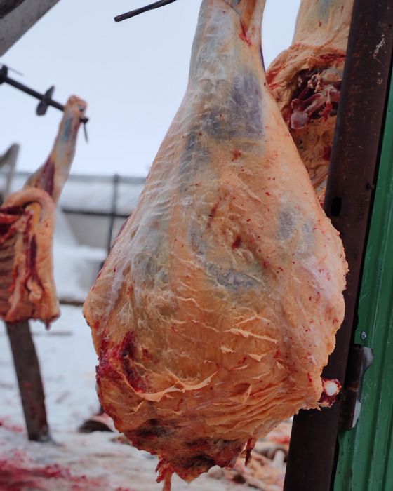 Семіз қашар еті сатылады