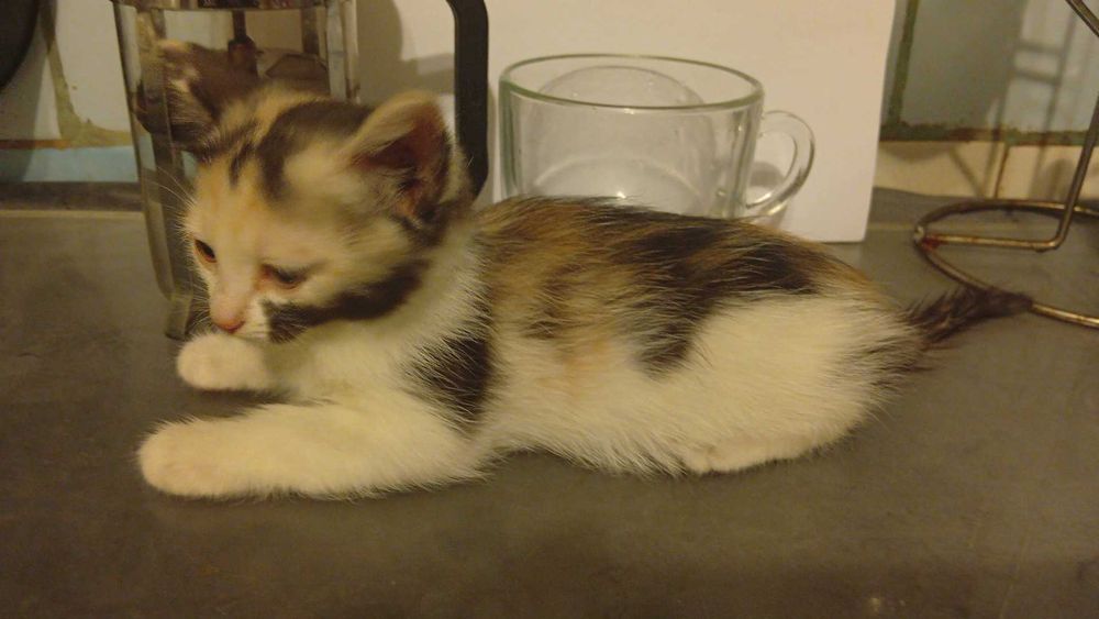 Продам гладкошерстных котят