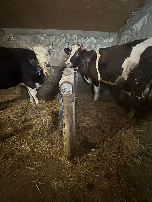 Vand 2 vaci baltate  la a 2 fatare