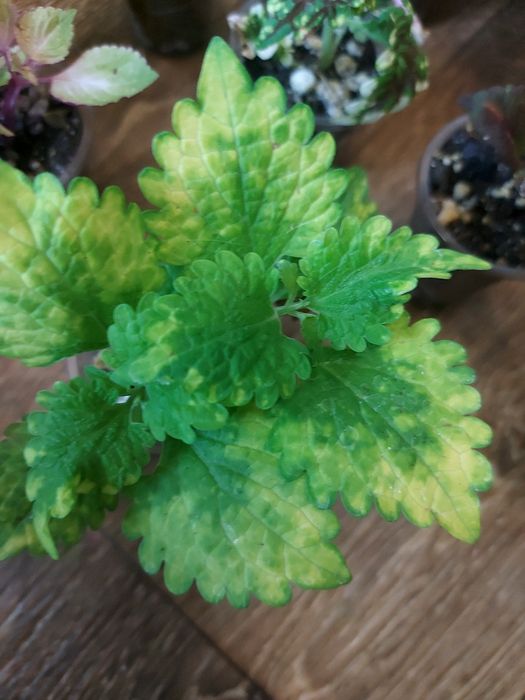 Продам колеусы по