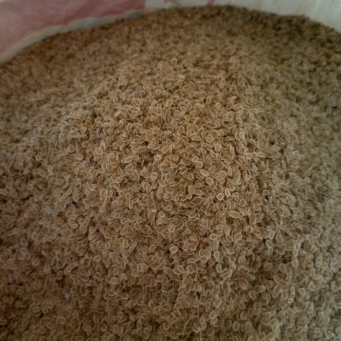 Ukrop urugʻlari bor