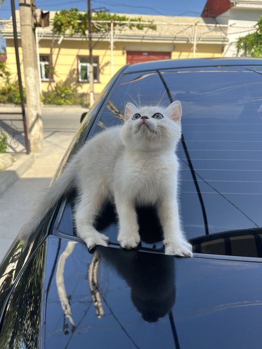 British silver shorthair