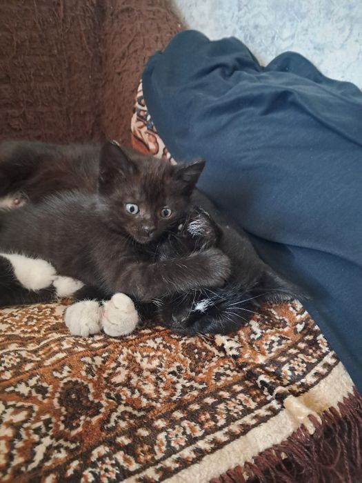 Отдам котят в хорошие руки