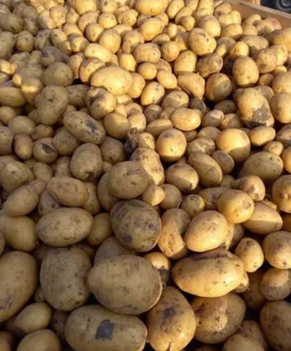 Vand cartofi Reviera