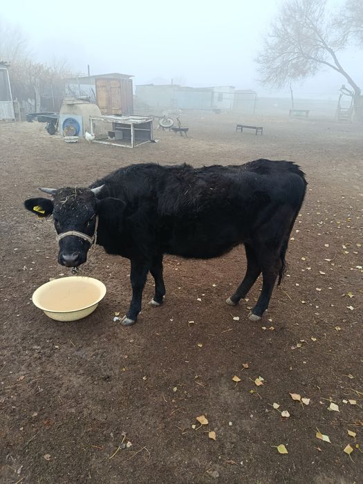 құнажын сиыр сатылады