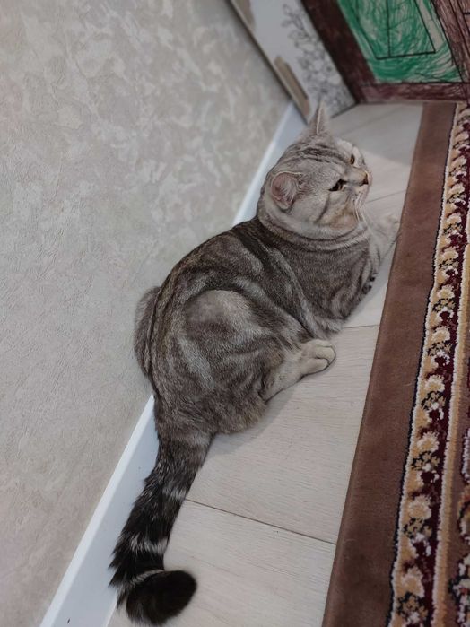 Вязка. Британский кот. Шиншилла