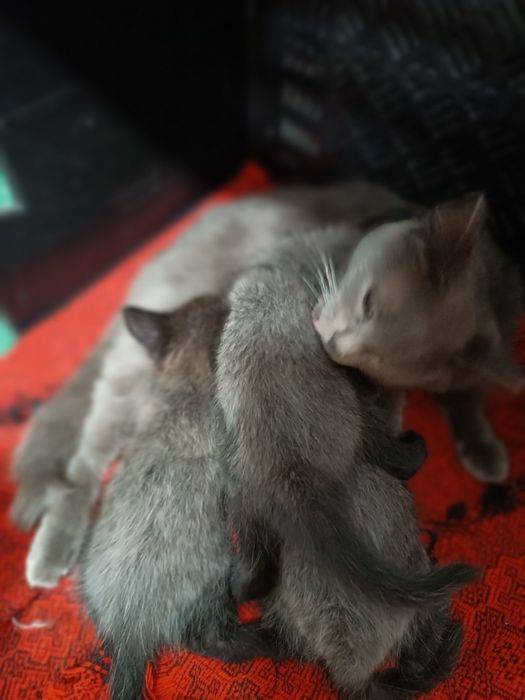 Отдам сереньких котят