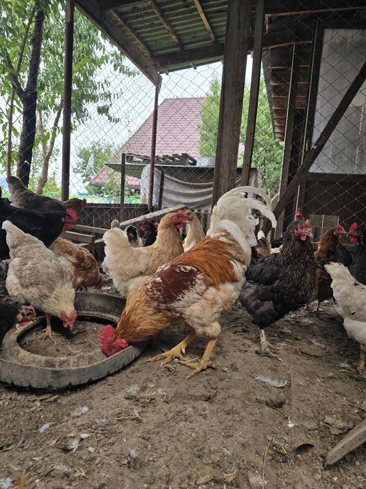 Продам годовалого петуха