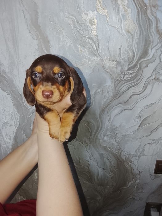 Продам щенков таксы