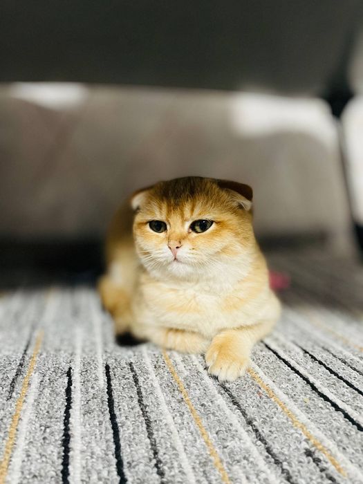 Золотой шиншиллы