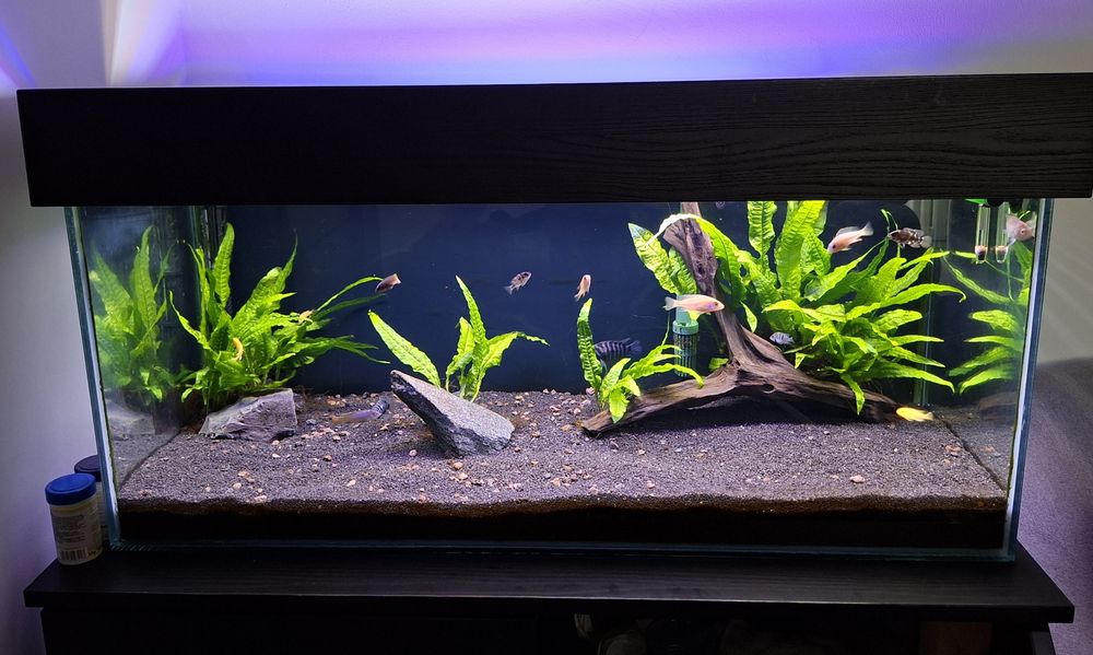 Vând acvariu 140 l si filtru extern Oase biomaster 600