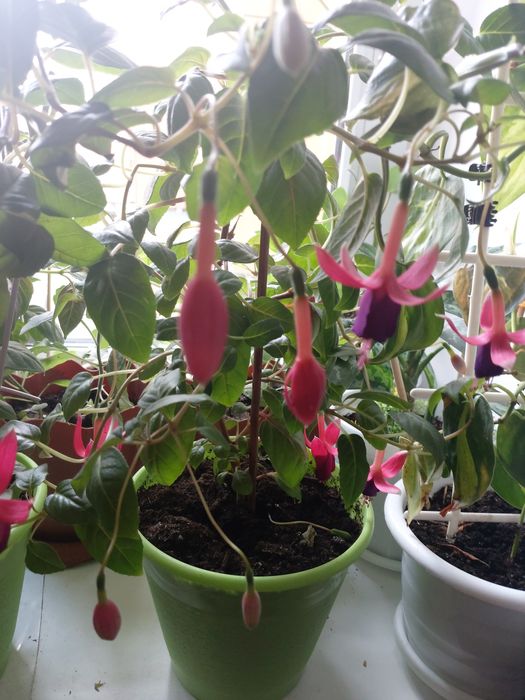 Абутилон,гибискусы