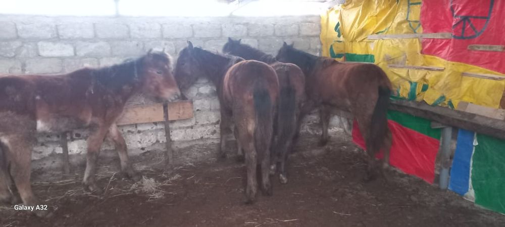 Жабағылар  еркек  сатылады