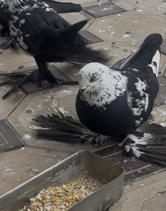 Продам голубей.