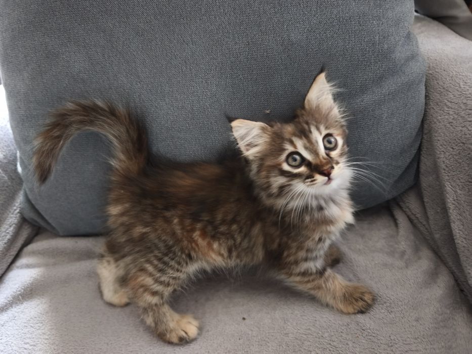 Продам двух месячных  котят
