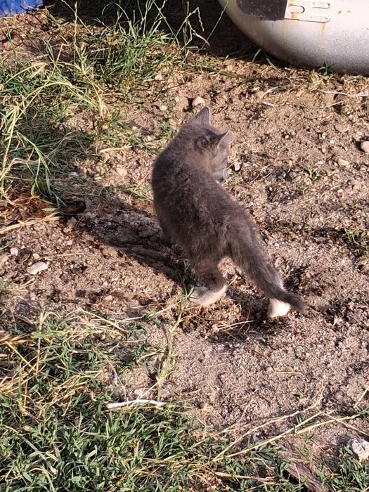 Dau pisoi spre adopție