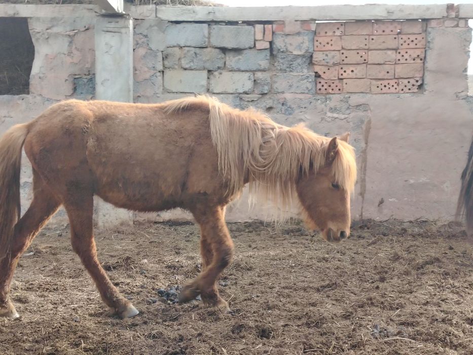 Кунан сатылады саудасы бар