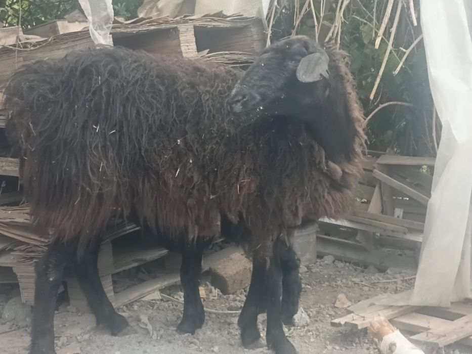 Продам баран Сатылады кой козы