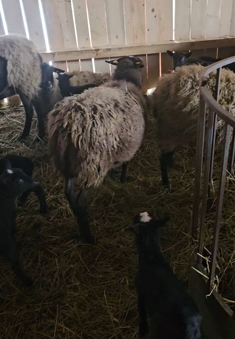 Vand oi romanov gestante și cu miei