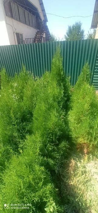 Продаётся туя брабант (западная)  от 90 см