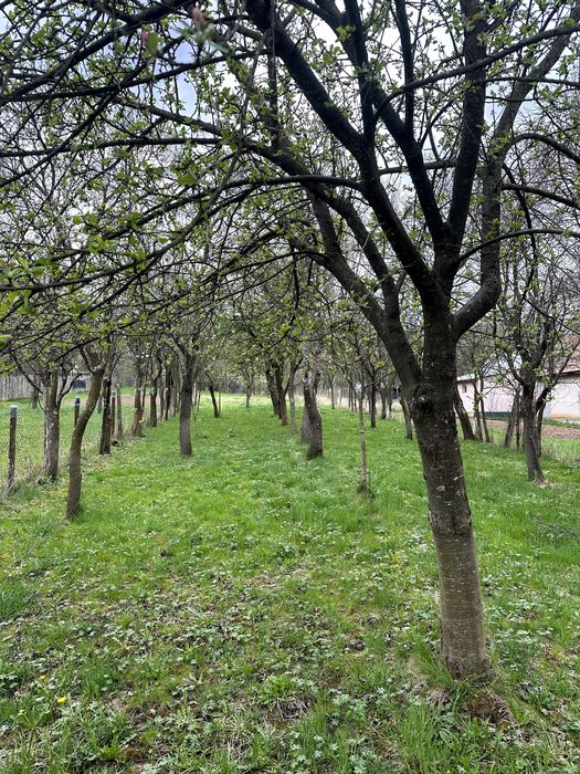 Casa de vanzare in Baisoara cu teren intravilan de 1750 mp