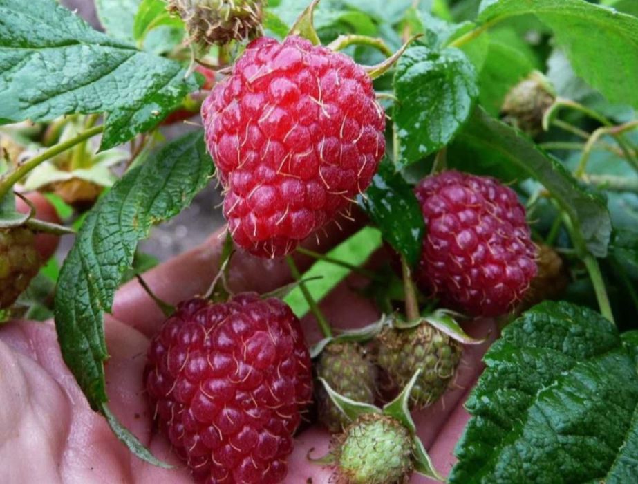 Саженцы малины, высший сорт