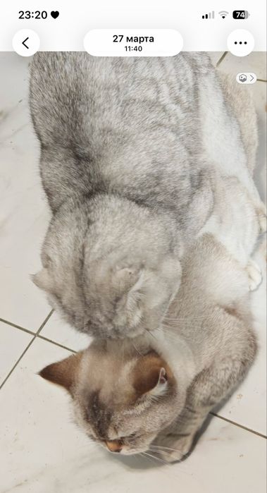 Котята blue point шиншилы британские