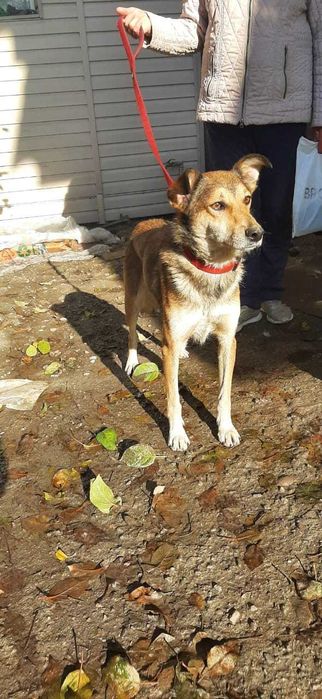 Славный пес ищет дом!