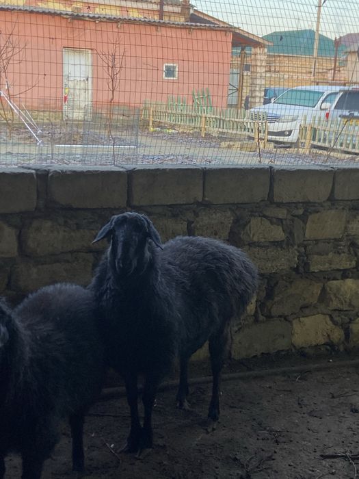 Қысыр ірі семіз қой сатылады