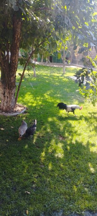 SIBRAYT va FENIKS zotli tovuq tuxumlari