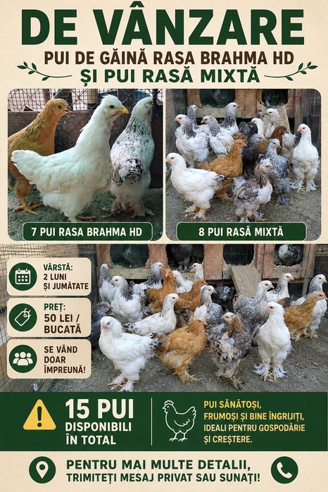 Pui Brahma herminat deschis de vânzare si pui rasa mixta