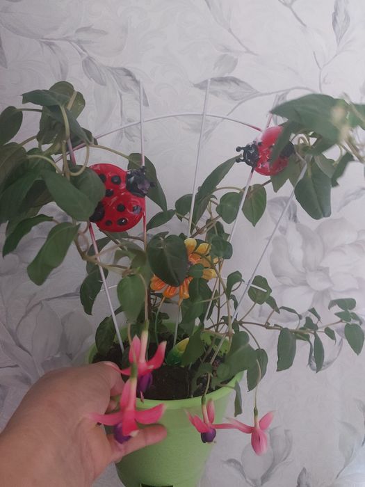 Фикусы и фуксии от 700тг