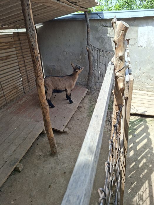 Альпийский лақ сатылады