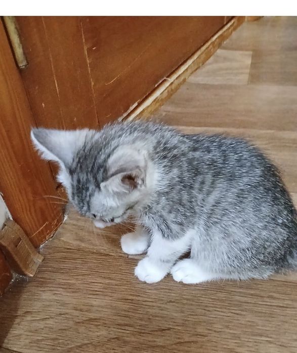 Котенок девочка в добрые руки