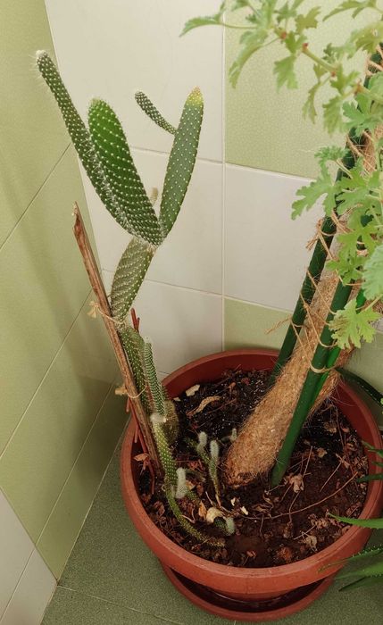 Кактус "Opuntia Microdasys" h>2.0m'