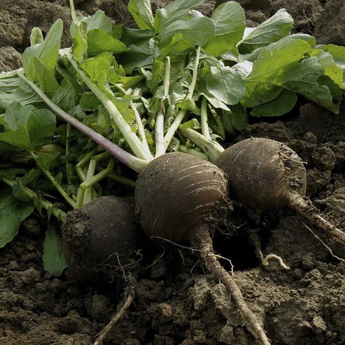 Черная редька Дачная-1300ТГ