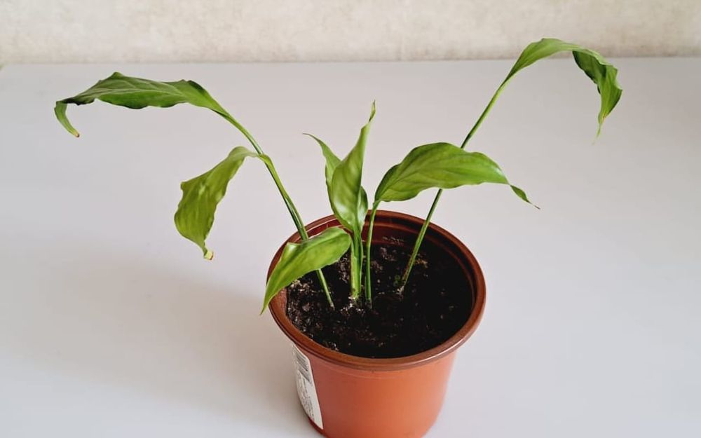 Цветы, цветы, цветы