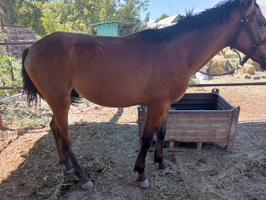 Таза қанды жылқлар