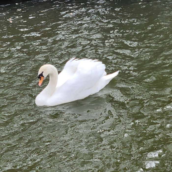 Продаються лебеди пара