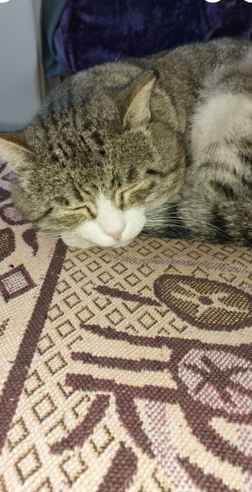 Пропал кот полосатый серого цвета