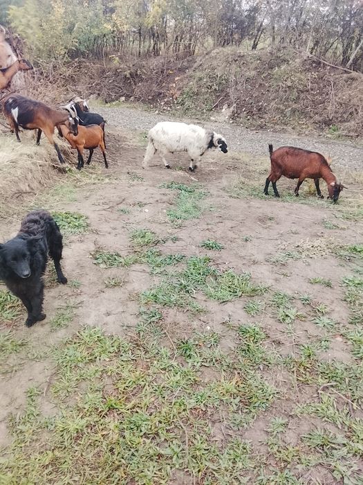 Vând 5 oi tinere 3 miele un berbec mior breaz și un berbecuț din primăvară tot breaz
